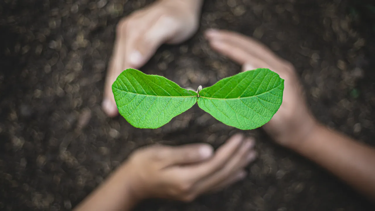 A pair of hands surrounds a small green seedling with two bright leaves growing from dark soil