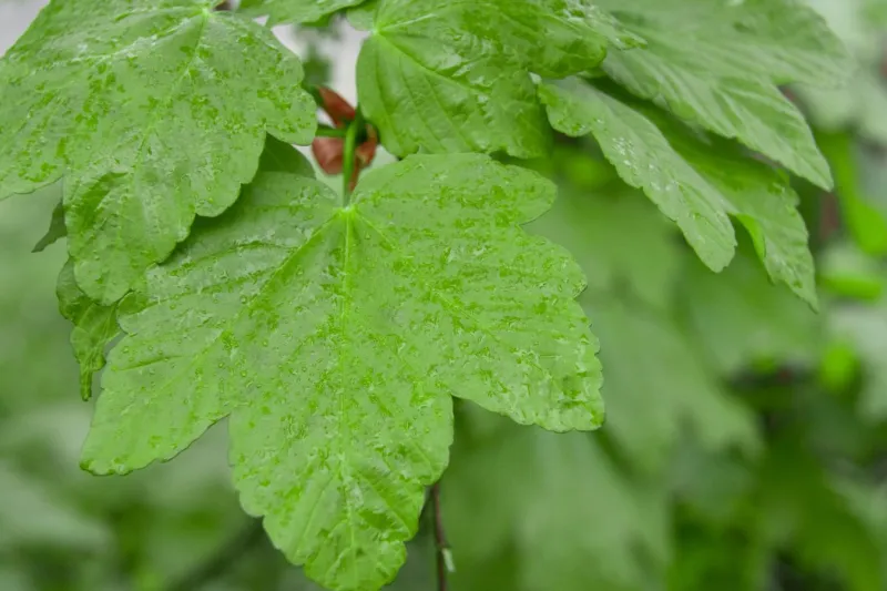 Close up on sycamore leaves in the rain