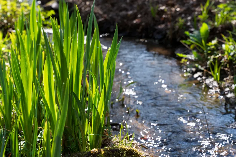 Close-up of stream running through greenery with sunlight glinting on water