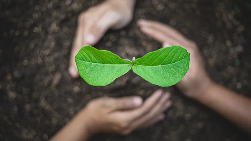 A pair of hands surrounds a small green seedling with two bright leaves growing from dark soil