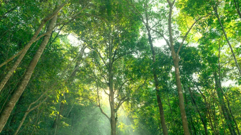 Sunlight streaming through a dense green forest canopy