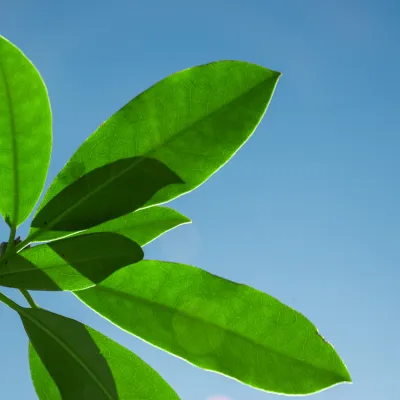 Close-up of green rhododendron leaf against clear blue sky
