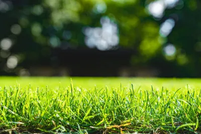 Close up of lawn from ground level with trees out of focus in background